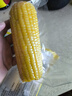 华田禾邦【大棒6根】东北黄糯玉米2.4~3斤 新鲜甜黏玉米粒 早餐苞米 烧烤 实拍图
