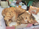 卫仕猫多维240片定制猫用复合维生素片维生素b美毛宠物营养猫咪维生素 实拍图