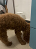 凯锐思贵宾泰迪狗粮成犬小型犬通用型天然奶糕粮 【羊奶护胃】4斤/袋 实拍图
