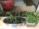 IAM City Farmer小番茄DIY幼儿园盆栽阳台种植绿植种子儿童小盆植物观察作业10102 实拍图