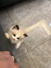 【纯种】布偶猫仙女猫海双蓝双山双长毛猫蓝眼睛小猫咪幼崽猫活体 宠物级 【更多幼猫】联系客服挑选 公 实拍图