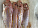 海钓红衫鱼 新鲜速冻金线鱼 潮汕海鲜冷冻水产品金丝红衫鱼红三鱼 一斤4-5条（去肚前500g) 实拍图