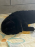 海洋之星冰川三文鱼烘焙猫粮 幼猫成猫粮美毛 全价鲜肉粮5kg 实拍图