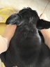 冠能狗粮成犬小型犬狗粮7kg 挑食美毛亮眼 全价狗粮  实拍图