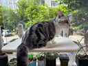 京严猫吊床吸盘猫床猫窝悬挂式猫咪窗户玻璃挂床猫架子阳台晒太阳吊篮 实拍图