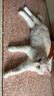狼孩儿鲜肉磷虾夹心粮猫粮10斤装成猫幼猫英短增肥发腮全阶段全价粮5kg 实拍图