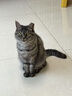 皇家成猫猫粮 肠道舒适 EP42通用粮12月以上10KG 实拍图