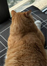 多特思（DOTUS）猫罐头主食餐盒湿猫粮奶糕成幼猫全期全价营养68g*6罐猫饭金饭碗 实拍图