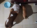 比乐守护者三文鱼鱼油配方成幼犬通用狗粮24斤小型中大型犬泰迪金毛 实拍图