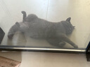 疯狂的主人猫砂盆垫超大号防带出双层EVA控砂垫防滑滤砂垫耐磨耐抓猫咪用品 实拍图