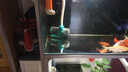 创宁鱼缸渔池循环变频潜水泵 水族箱安静抽水  水陆两用 鱼池假山过滤 升级款【超轻音18W】流量1600-2500L 实拍图