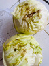新鲜甘蓝包菜卷心菜新鲜嫩绿莲花白现摘现发早餐减脂 新鲜包菜 1.5-2斤 人工挑拣 实拍图