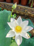 菊茗天下菊花茶【100朵完整大花+杯】金丝皇菊胎菊贡菊花草茶独立包菊花茶 【共100朵+杯】 【泡开7-9cm】 实拍图