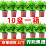 双盟 绿萝盆栽除甲醛花卉绿植办公室新房净化空气110款10盆装源头直发 实拍图