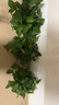 双盟绿萝盆栽除甲醛花卉绿植办公新房净化空气180龙蛋光面4盆源头直发 实拍图
