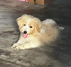 皇家皇家狗粮幼犬奶糕幼犬狗粮宠物小型犬MIS30全价犬粮 ≤2月1KG 实拍图