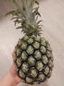 金钻凤梨17号海南新鲜水果无眼菠萝热带水果当季 净重4.5斤小果 单果400g起 实拍图