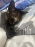 腆宠宠物航空箱小号 猫咪航空箱猫狗 猫包猫笼外出车载猫箱狗狗托运 实拍图