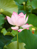 奥之心（OM SYSTEM）M.ZUIKO DIGITAL ED 40-150mm F4-5.6 R 远摄变焦镜头 微单镜头 黑色 等效80-300mm 实拍图