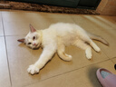 普安特宠物狗狗猫咪口臭口腔溃疡红肿口炎喷剂嘴巴发炎乐口宁喷雾 实拍图