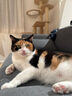 星益生趣（STELLA&CHEWY'S）美国原装进口SC无谷RC冻干涂层全猫粮鸡肉 10lb/4.54kg 效期25.10 实拍图