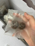 半山农 大通草六宝汤下奶追奶汤产后月子哺乳通乳期奶水不足母乳催乳 实拍图