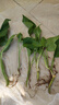【绿萝盆栽】吸甲醛净化空气水培绿植物懒人花卉好养搬家礼物全 绿萝裸根苗【5株】 整体含盆高度20-25cm 实拍图