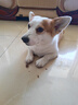 疯狂小狗宠物狗狗零食磨牙棒泰迪金毛幼犬成犬洁齿耐咬 混合味220g 实拍图