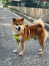 冠能狗粮消化舒适成犬狗粮全价2.5kg 天然益生元配方 改善肠胃敏感 实拍图