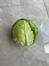 新鲜甘蓝包菜卷心菜新鲜嫩绿莲花白现摘现发到京东来买菜 新鲜包菜 1斤 人工挑拣 实拍图