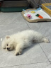 红狗营养膏58g 猫咪营养膏猫营养膏狗狗猫咪维生素狗狗维生素宠物 实拍图
