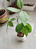 佰花锦办公桌面绿植盆栽发财树室内客厅奶油风网红盆景精致美观四季好养 单杆发财树+PVC白泡泡盆 整体高度约15-25cm 实拍图