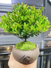开时果 小叶赤楠盆景摆件 办公室桌面绿植花卉好养盆栽植物源头直发包邮 【热销款】舍得紫砂盆+黑石+底座 实拍图