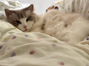 麦富迪猫零食 猫条猫罐头成幼猫升级功能款猫条混合味700g（14g*50支） 实拍图