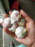 紫白皮蒜水果大蒜超市即食生鲜蔬菜大蒜 特价5头 100g 单果3.5-5cm 实拍图