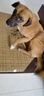多尼斯（DOGNESS）狗狗牵引绳遛狗绳狗链子项圈小中型犬泰迪柯基法斗博美马犬 黑M 实拍图
