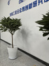 叹为观止大型独杆发财树庆典乔迁盆景绿植办公室盆栽客厅大型植物 平安树1-1.2米 含盆 实拍图