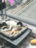 麦富迪猫粮 超肉粒冻干双拼幼猫粮免疫护肠胃 三文鱼10kg/20斤 实拍图