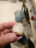 【产地直采】广东桂味荔枝450g 实拍图