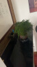 开时果 文竹盆栽桌面摆件盆景 办公室植物竹子水培绿植盆景源头直发包邮 舍得紫砂盆+苔藓+底托 实拍图