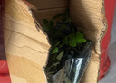 御春阁小叶紫檀树苗黑骨茶室内阳台盆栽花卉绿植耐寒四季常青微景观桩形 中号4根25厘米高左右 实拍图