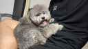 petlimit宠物p链p绳狗狗牵引绳遛狗链子小中大型训犬防爆冲 桔色1.5米 实拍图