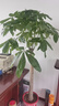 发财树大型绿植室内客厅花卉大盆栽落地办公室摆件阳台放轻松植物 【独杆】1.7-1.8m 原盆 实拍图