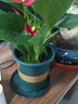 红掌盆栽白粉掌一帆风顺带花特大号花卉室内客厅面水培植物好养 土培加仑盆-红掌约30cm 带盆栽好 实拍图