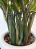 九千谷植物支撑架支撑支架园艺花架阳台爬藤护叶半圆35*70CM 2对装8373 实拍图