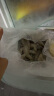 北海湾 虾 青岛大虾鲜活冷冻基围虾 虾类 海鲜水产生鲜白虾青虾海虾对虾 盐冻大虾 3.6斤(净重)  15-17cm【单只冻 无冰衣】 实拍图