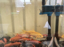 格池（GRECH）格池潜水泵抽水泵CQJ-500G款 2.5W 净水增氧过滤泵三合一过滤水泵 实拍图