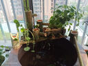 睡莲种苗荷花盆栽中大型碗莲莲花种藕水培水养水生池塘盆缸荷叶种 大睡莲根块 3个-混色 实拍图