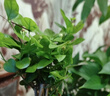 开时果 茉莉花盆栽浓香型 桌面绿植物阳台花卉树苗盆景摆件源头直发包邮 精品茉莉花3-6株【加仑盆】 实拍图