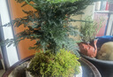 柯必达青苔藓鲜活苔藓微景观植物盆景盆栽水陆缸假山草造景材料白 大灰藓(15*8)cm 2盒 实拍图